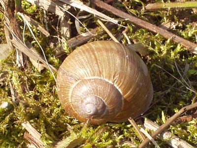 Weinbergschnecke