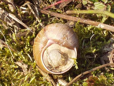 Weinbergschnecke umgedreht, man sieht, Gehäuse ist bewohnt