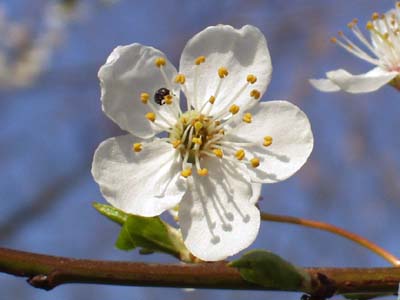 Apfelblüte mit Käfer