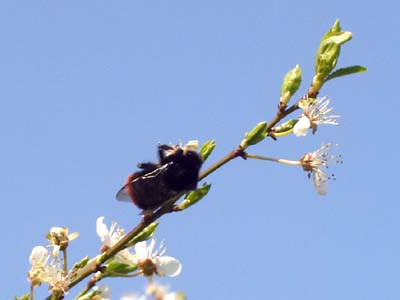 Hummel hängt an einer Apfelblüte