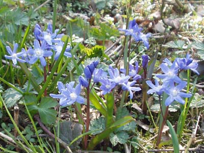 Zweiblättriger Blaustern