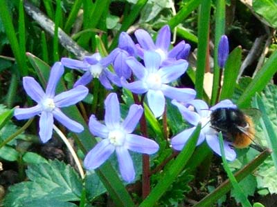 Hummel auf Zweiblättrigem Blaustern