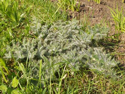 Silberdistel treibt aus