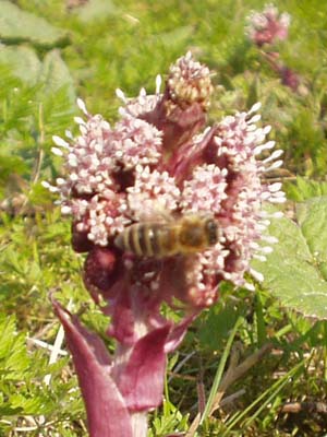 Biene auf Gemeiner Pestwurz