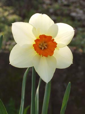 Osterglocke (Narzisse) mit weißer Haupt- und orangefarbener Nebenkrone