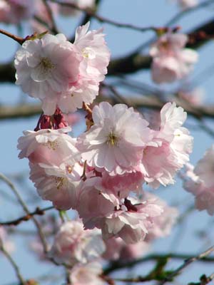 Zierkirschblüten