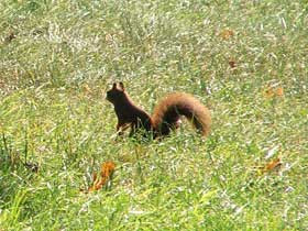 rotes Eichhörnchen