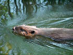 schwimmender Biber