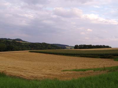 abgemähtes Getreidefeld