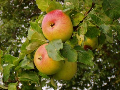 reife Äpfel hängen am Zweig