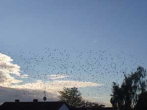 ein riesengroßer Vogelschwarm in meinem Wohnviertel