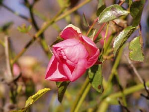 Dezemberrose