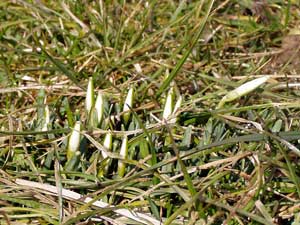 Endlich wurde es Frühling.