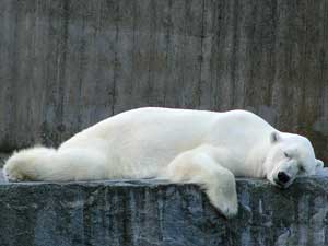 Dem Eisbär im Zoo ist es eindeutig zu heiß.