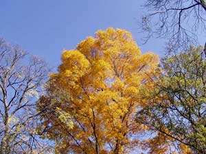 Noch mehr Herbst im Exotischen Garten
