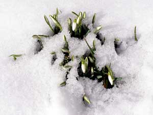 Der Frühling schickte seine ersten Boten.