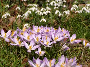 Der Frühling kam.