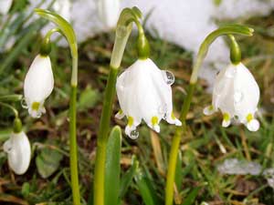 Aber am Ende siegte der Frühling.