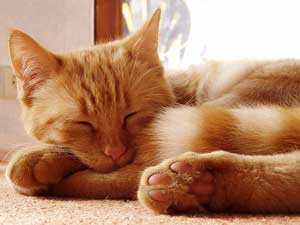 Mikesch, ein roter Kater